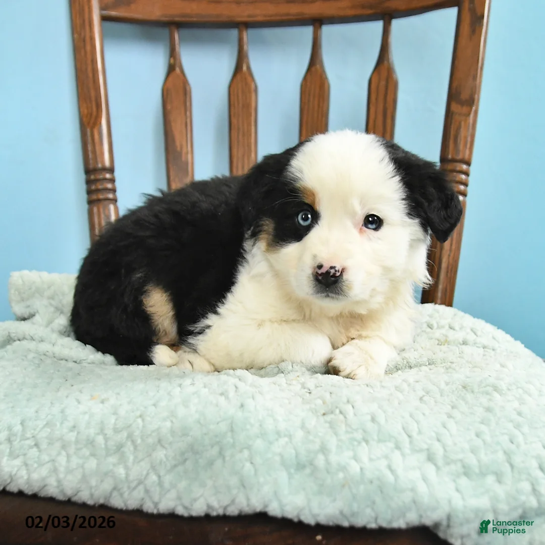 Miniature Australian Shepherd dogs for sale: Clair - Ad 1