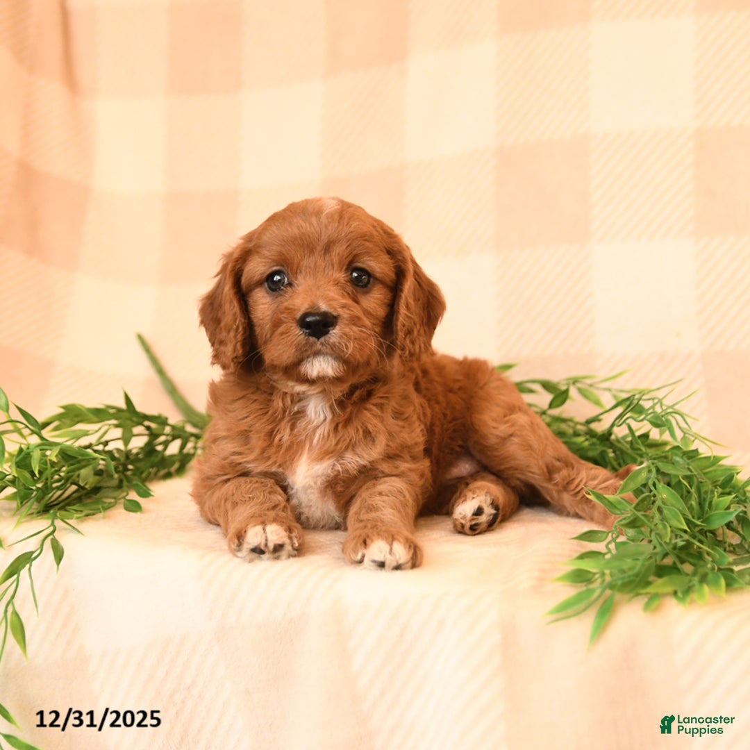 Cavapoo dogs for sale: Carmen - Ad 4