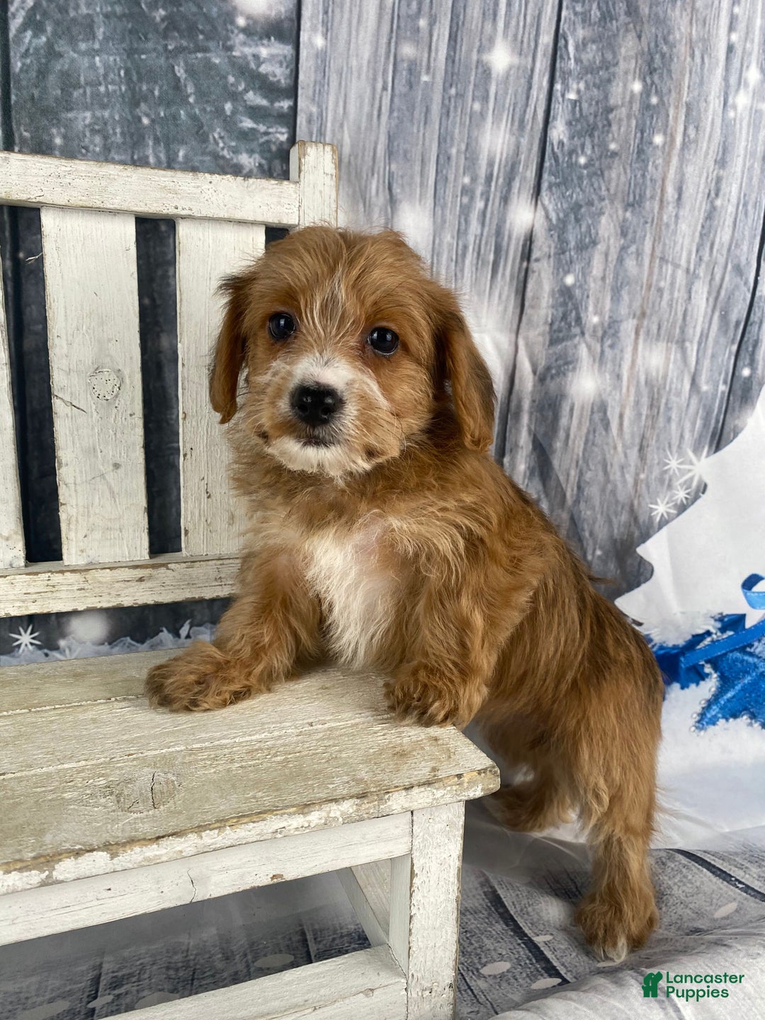 Yorkiepoo dogs for sale: Maisy - Ad 4