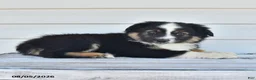 Miniature Australian Shepherd dogs for sale: Duke - Ad 2