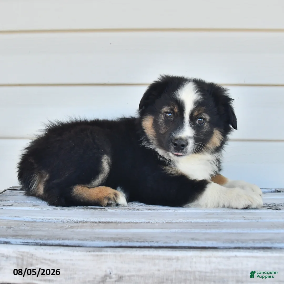 Miniature Australian Shepherd dogs for sale: Duke - Ad 2