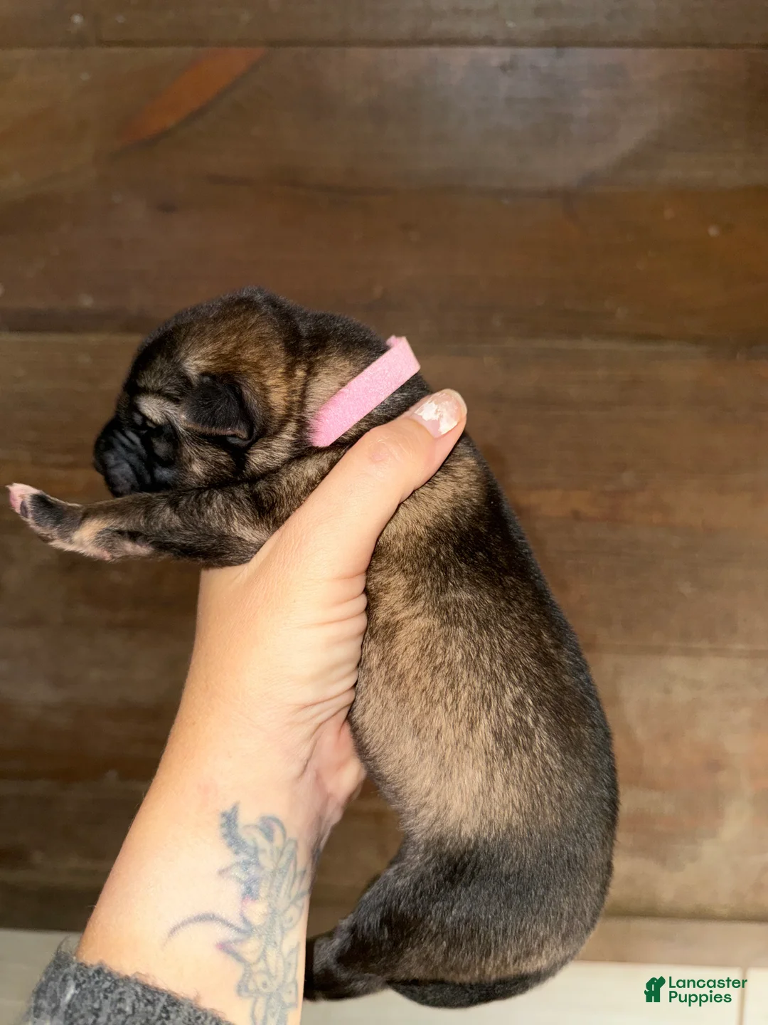 Gerberian Shepsky dogs for sale: Rogue - Ad 8