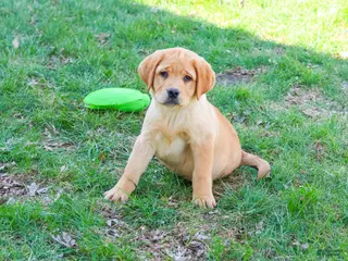 Labrador Retriever dogs Eggo - Ad 30