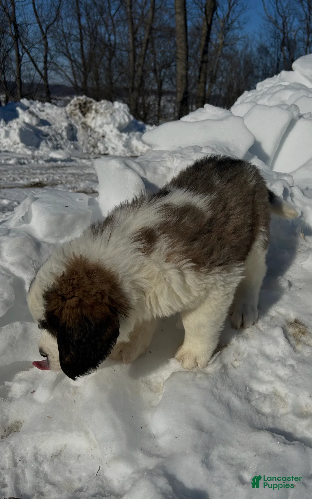 Saint Bernard dogs for sale: Bella - Ad 3