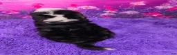 Mini Bernedoodle dogs for sale: Zumi - Ad 4
