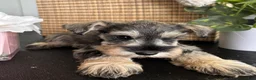 Miniature Schnauzer dogs for sale: Molly - Ad 24