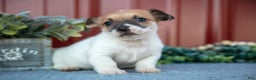 Jack Russell Terrier dogs for sale: Grayson - Ad 1