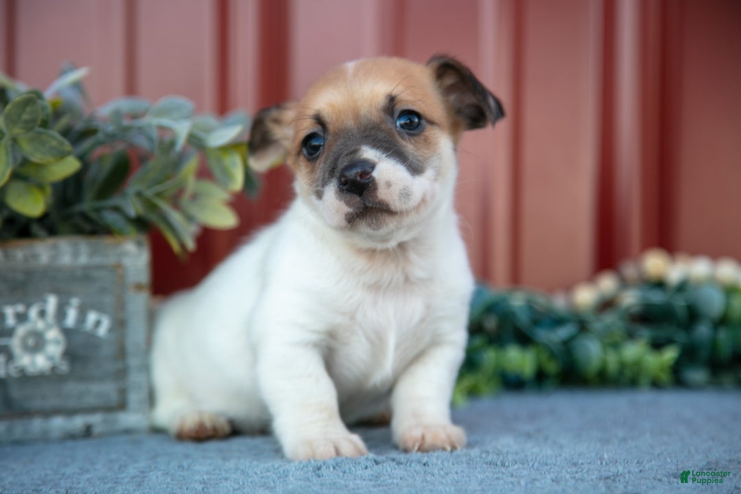 Jack Russell Terrier dogs for sale: Grayson - Ad 1