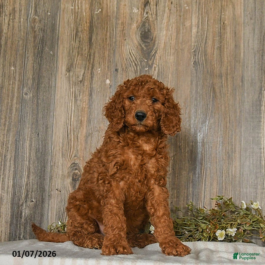 Goldendoodle dogs Eddie - Ad 2