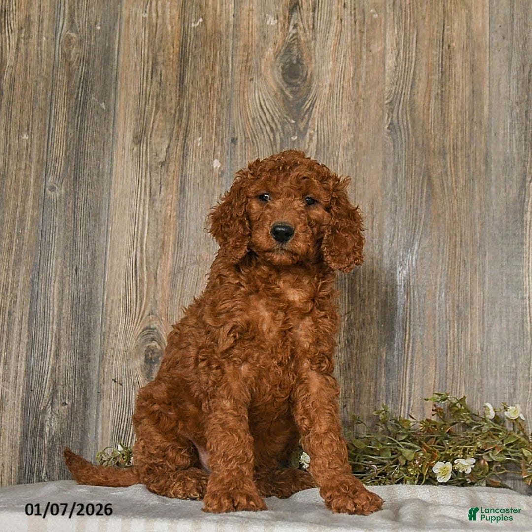 Goldendoodle dogs for sale: Eddie - Ad 2