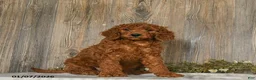Goldendoodle dogs for sale: Eddie - Ad 2