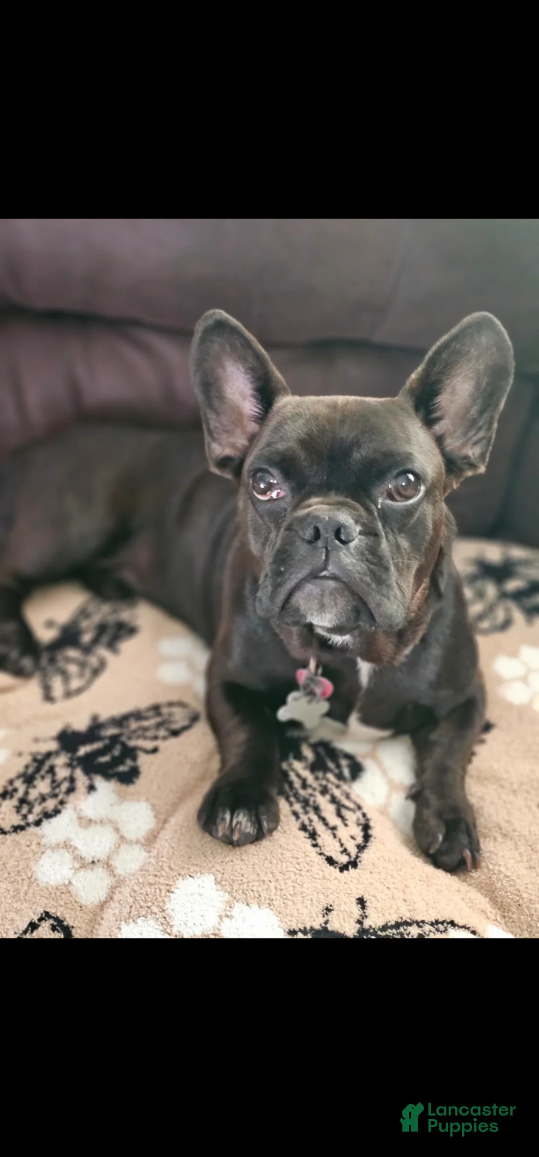 Frenchton dogs for sale: Scarlett Frenchton Puppy 1 - Ad 4