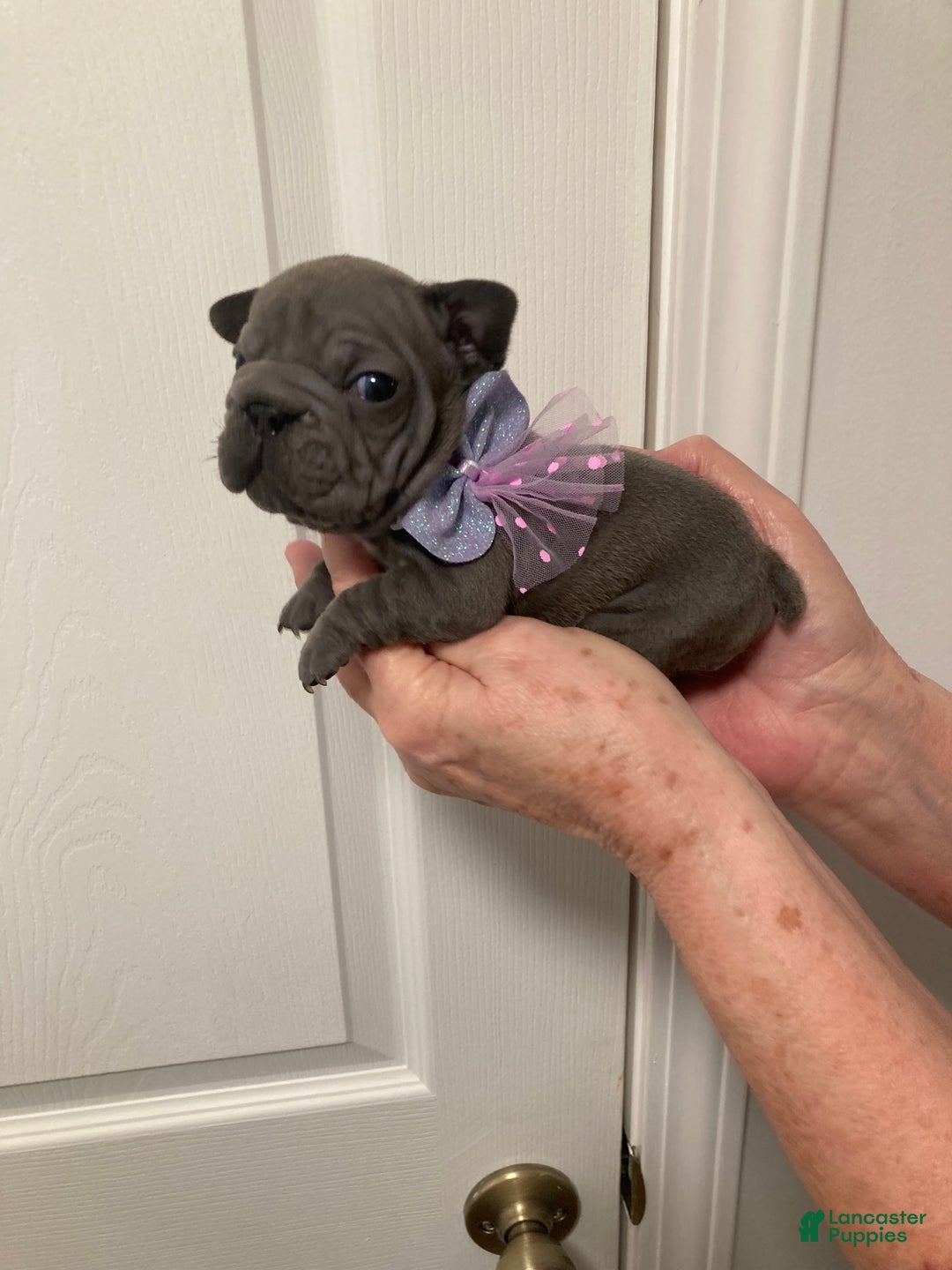 French Bulldog dogs for sale: Charlotte - Ad 4
