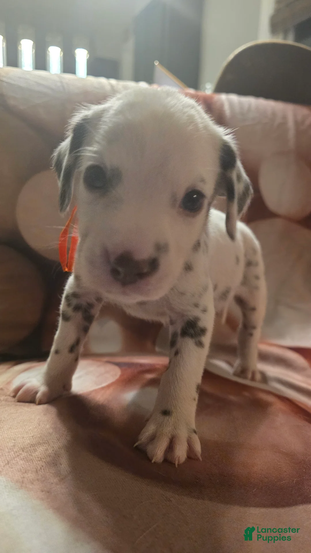 Dalmatian dogs for sale: Duke - Ad 3
