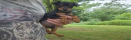 Miniature Pinscher dogs for sale: Benny - Ad 3