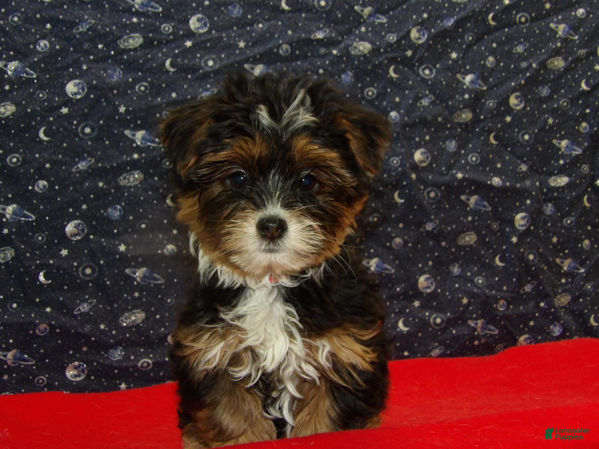 Shorkie dogs Juniper - Ad 15