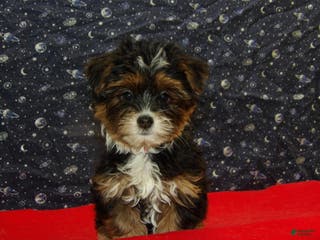 Shorkie dogs Juniper - Ad 15