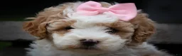Cavachon dogs for sale: Hailey🌸 - Ad 2