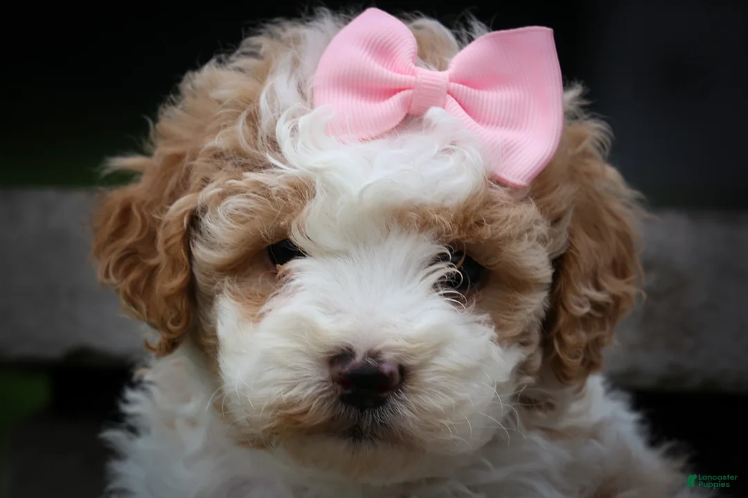 Cavachon dogs for sale: Hailey🌸 - Ad 2