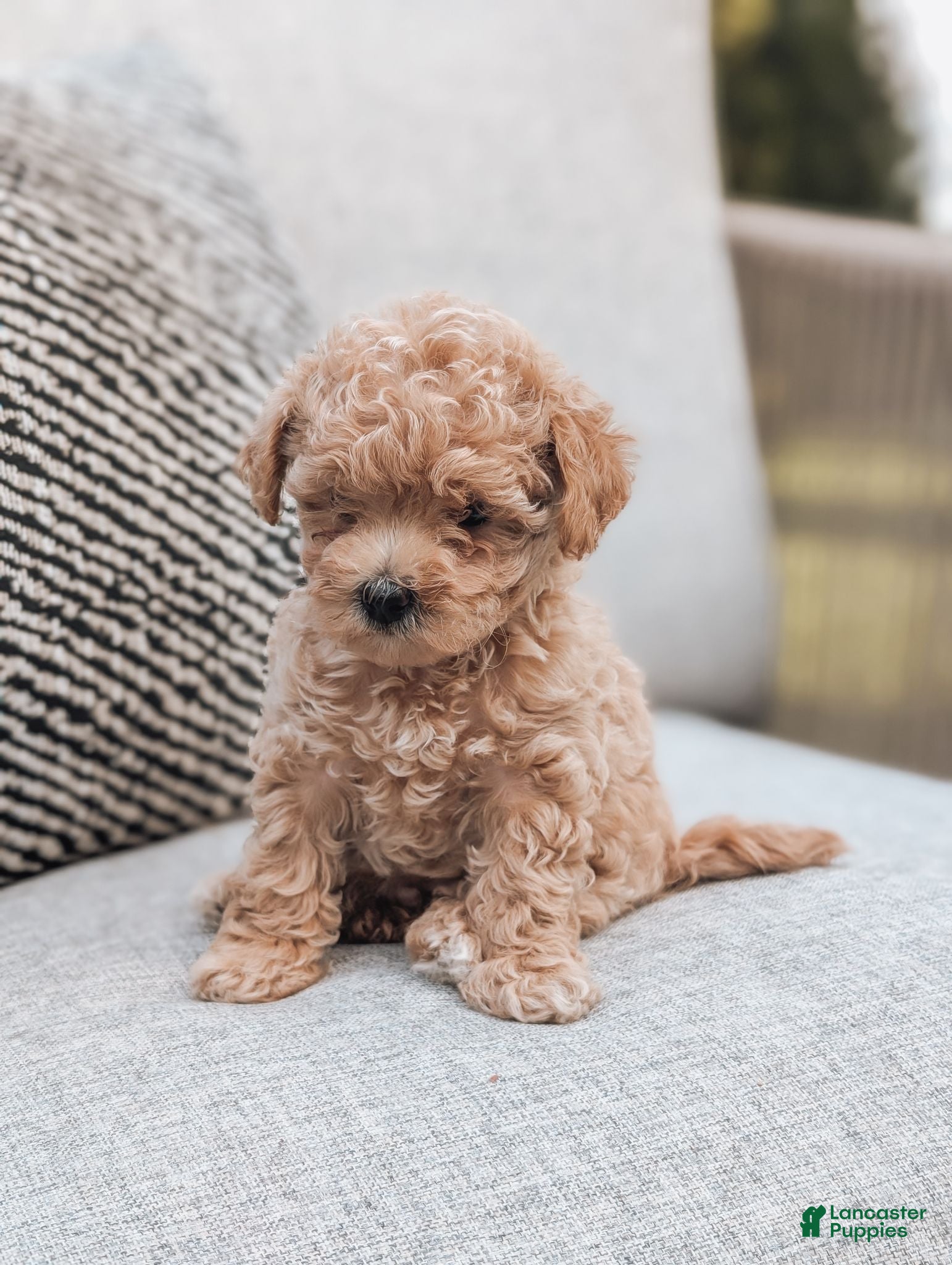 Maltipoo dogs Chloe  - Ad 1