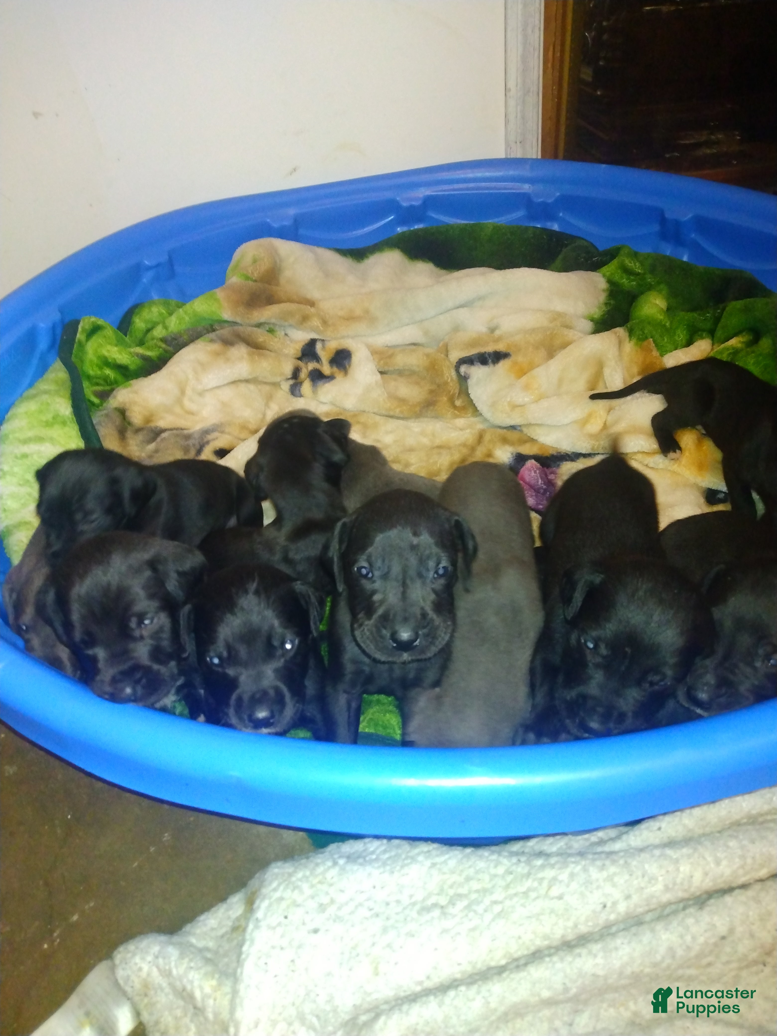 Great Dane dogs Great Dane 3 - Ad 41