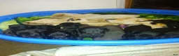 Great Dane dogs for sale: Great Dane 3 - Ad 1