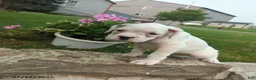 Boxer dogs for sale: Karlin - Ad 1