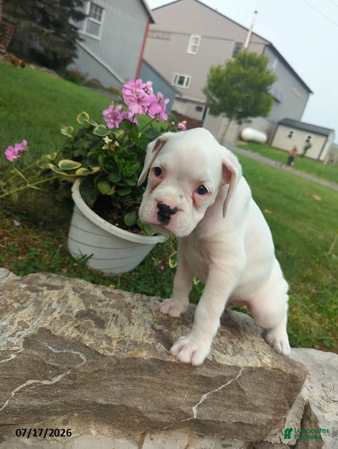 Boxer dogs for sale: Karlin - Ad 1