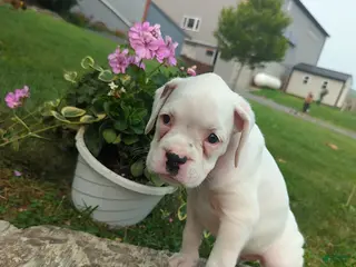 Boxer dogs Karlin - Ad 23