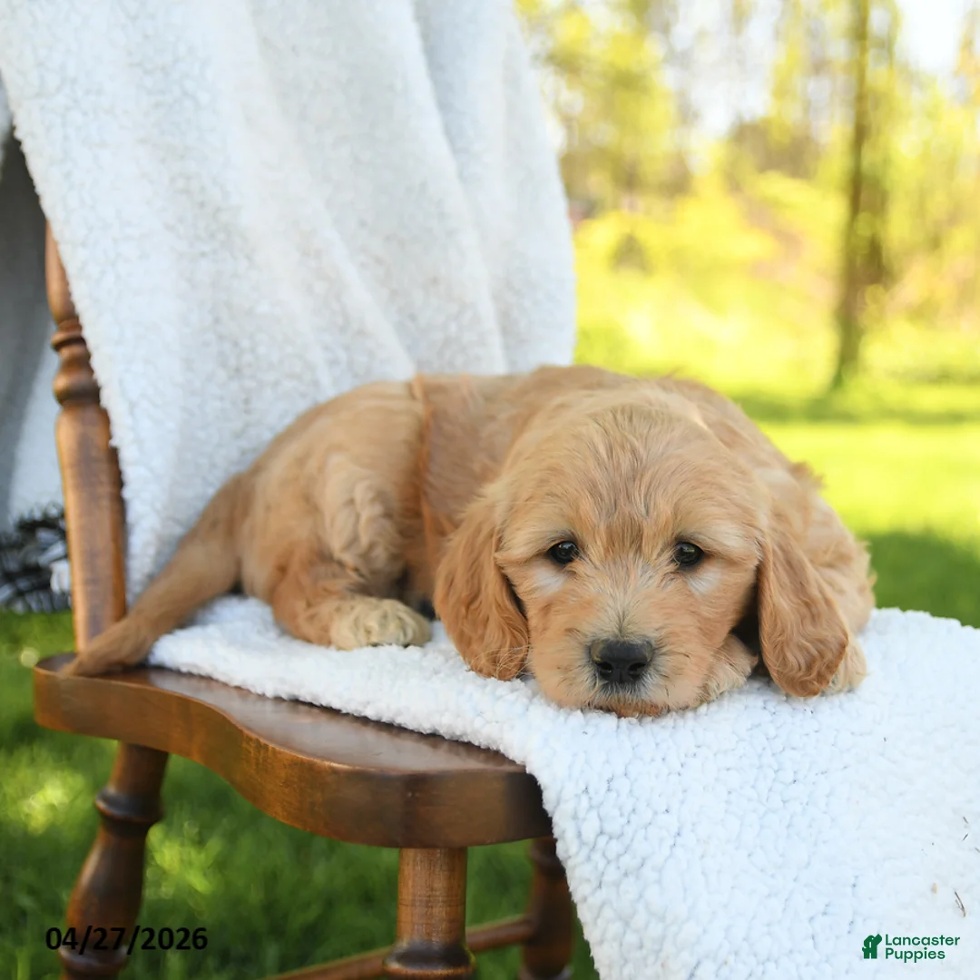 Goldendoodle dogs for sale: Crissa - Ad 3