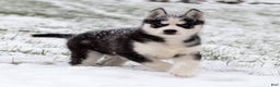 Siberian Husky dogs for sale: Comet - Ad 4