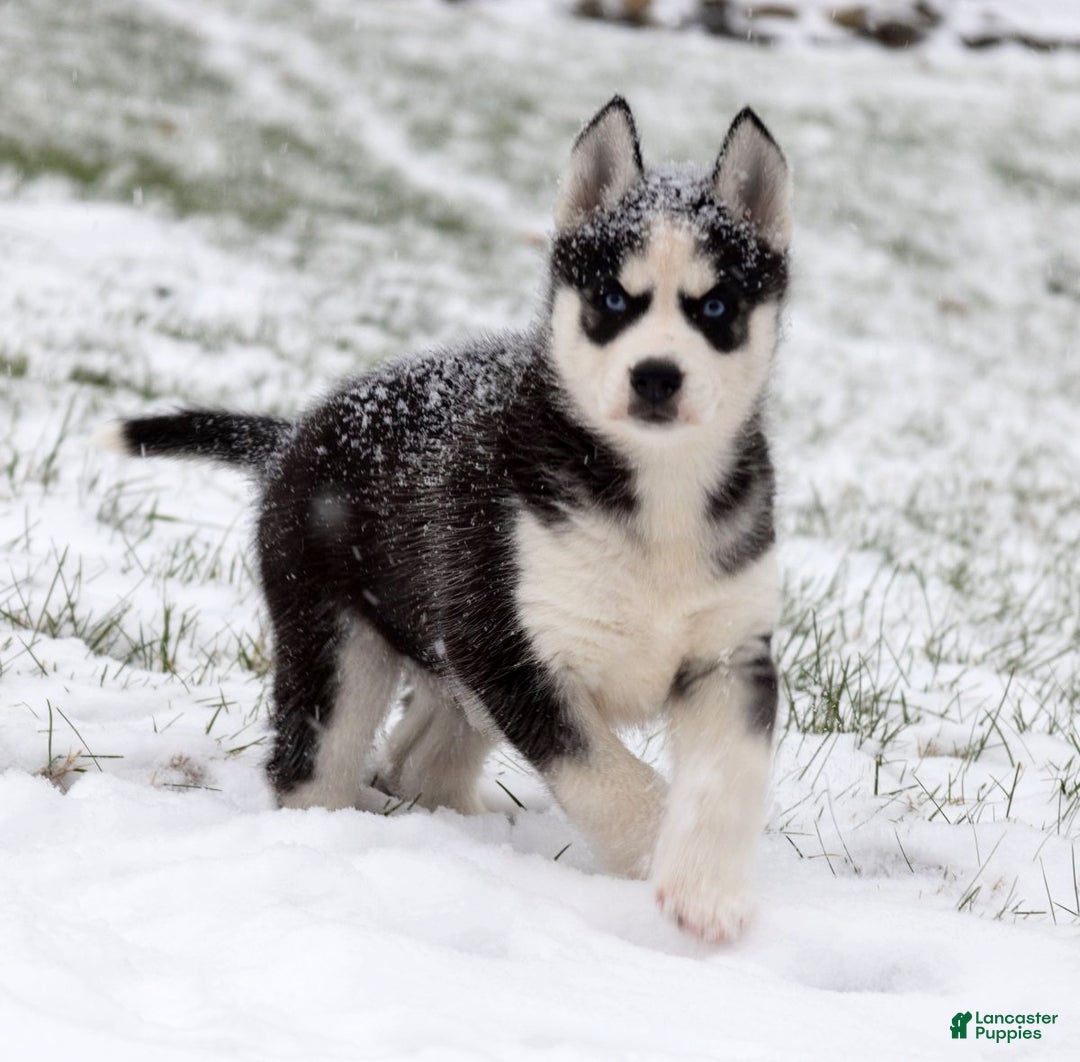 Siberian Husky dogs for sale: Comet - Ad 4