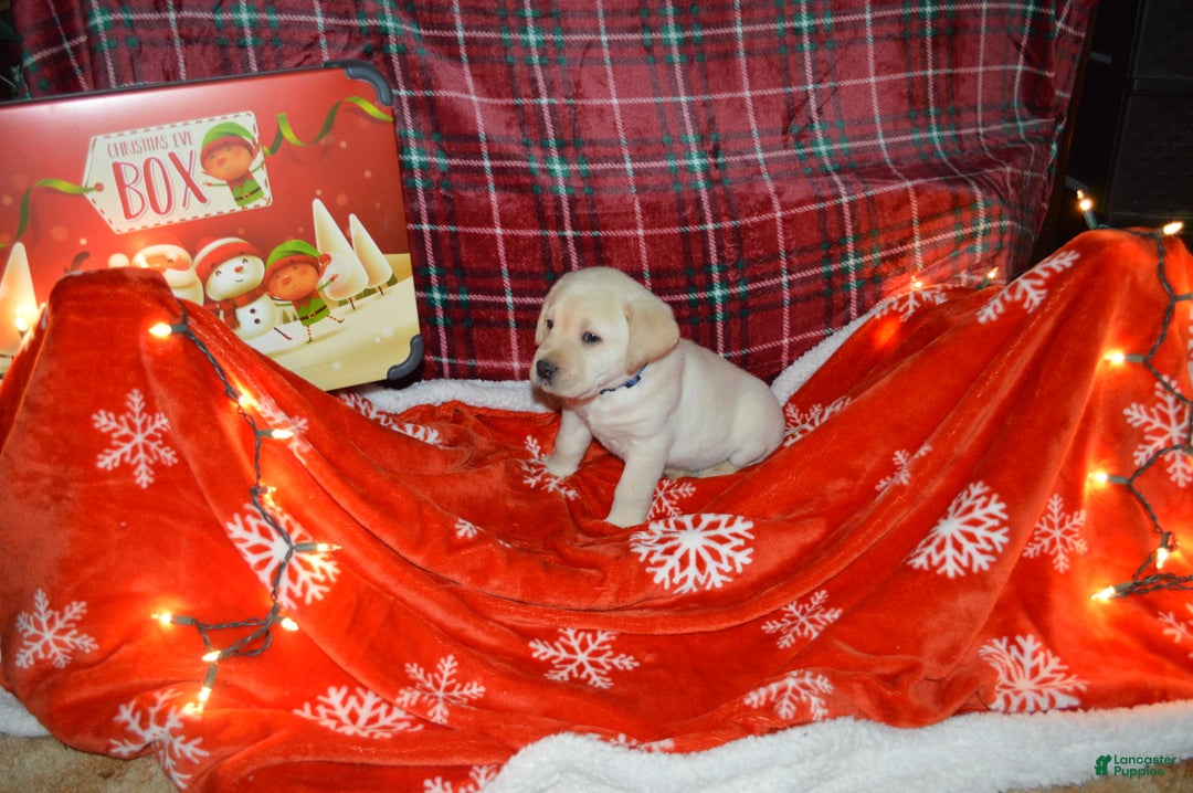 Labrador Retriever dogs for sale: Bud - Ad 2