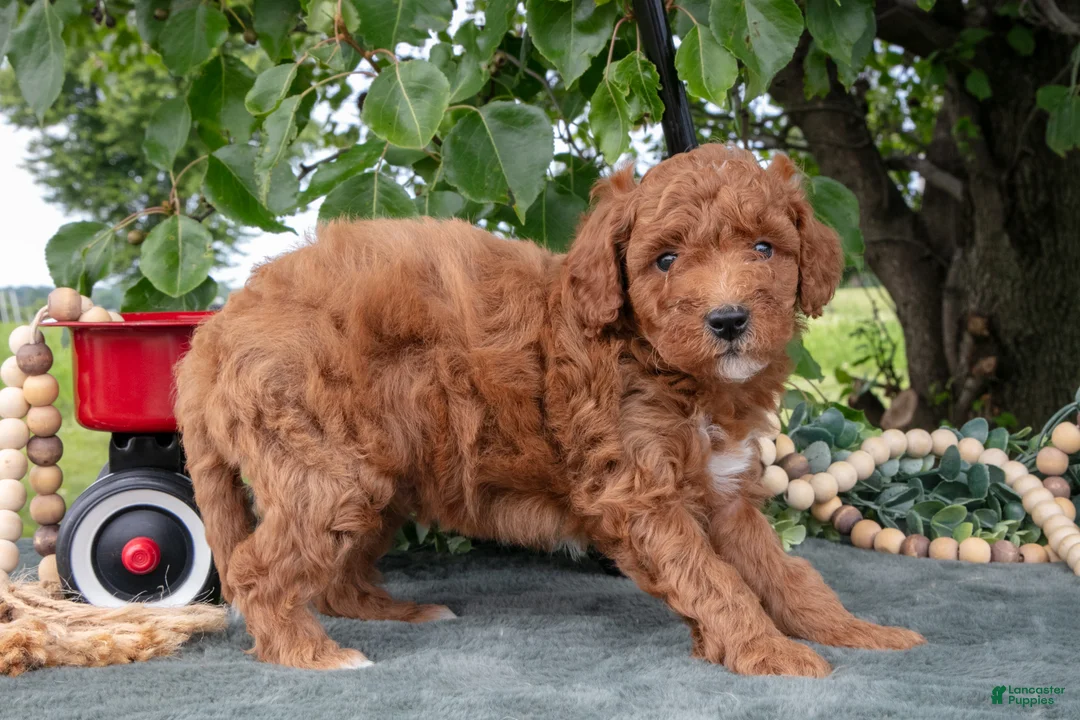 Miniature Poodle dogs for sale: Stevie - Ad 3