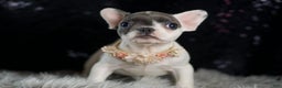 French Bulldog dogs for sale: Vivian - Ad 5