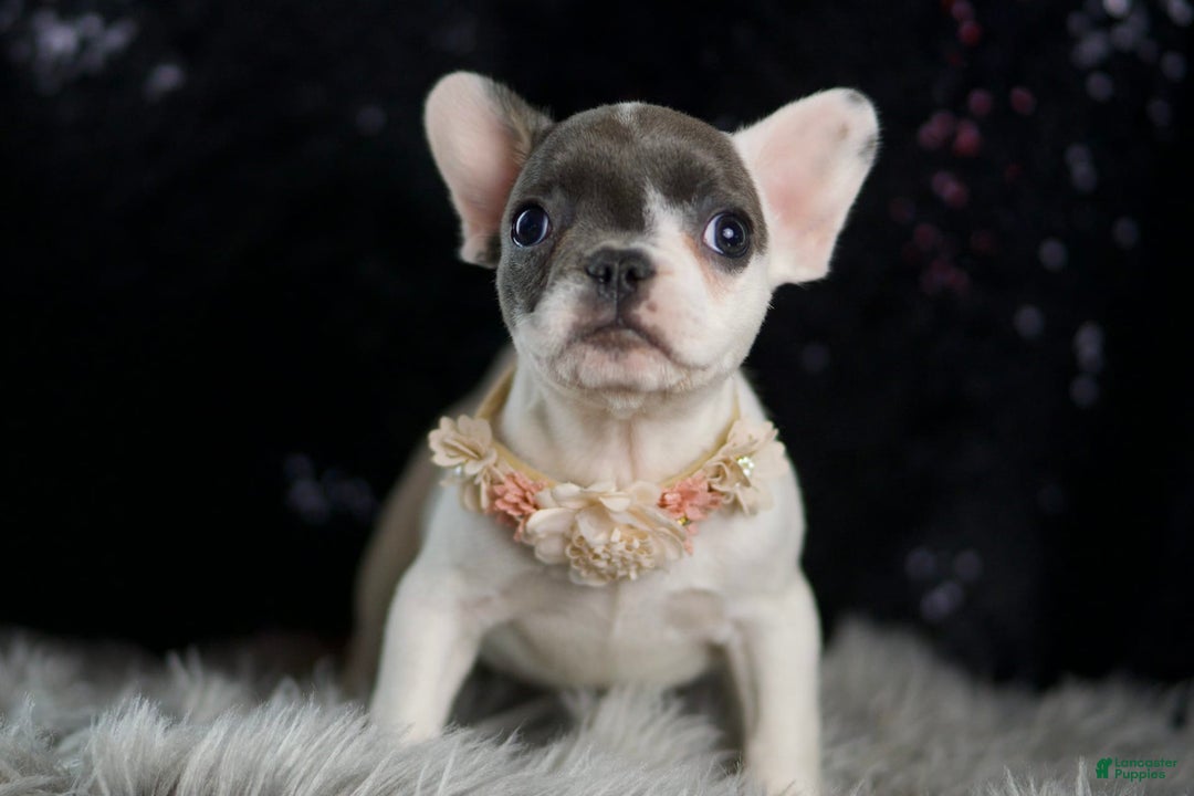 French Bulldog dogs for sale: Vivian - Ad 5