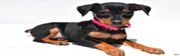 Miniature Pinscher dogs for sale: Bailey - Ad 8