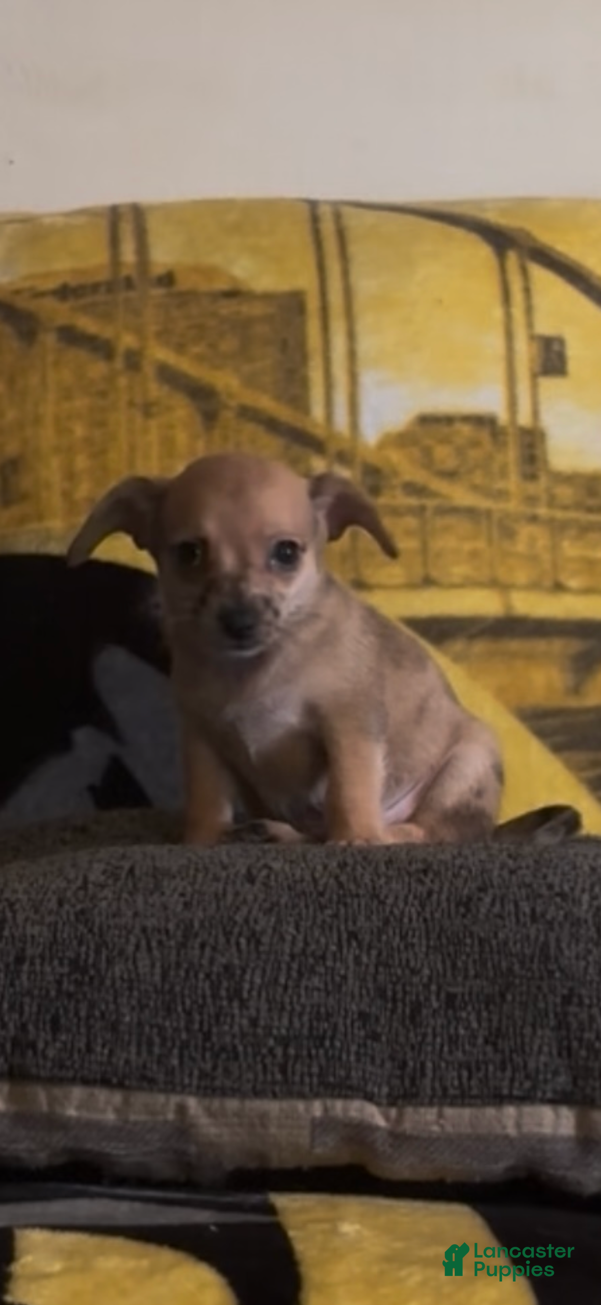 Chiweenie dogs Hairy Paw-ter - Ad 1