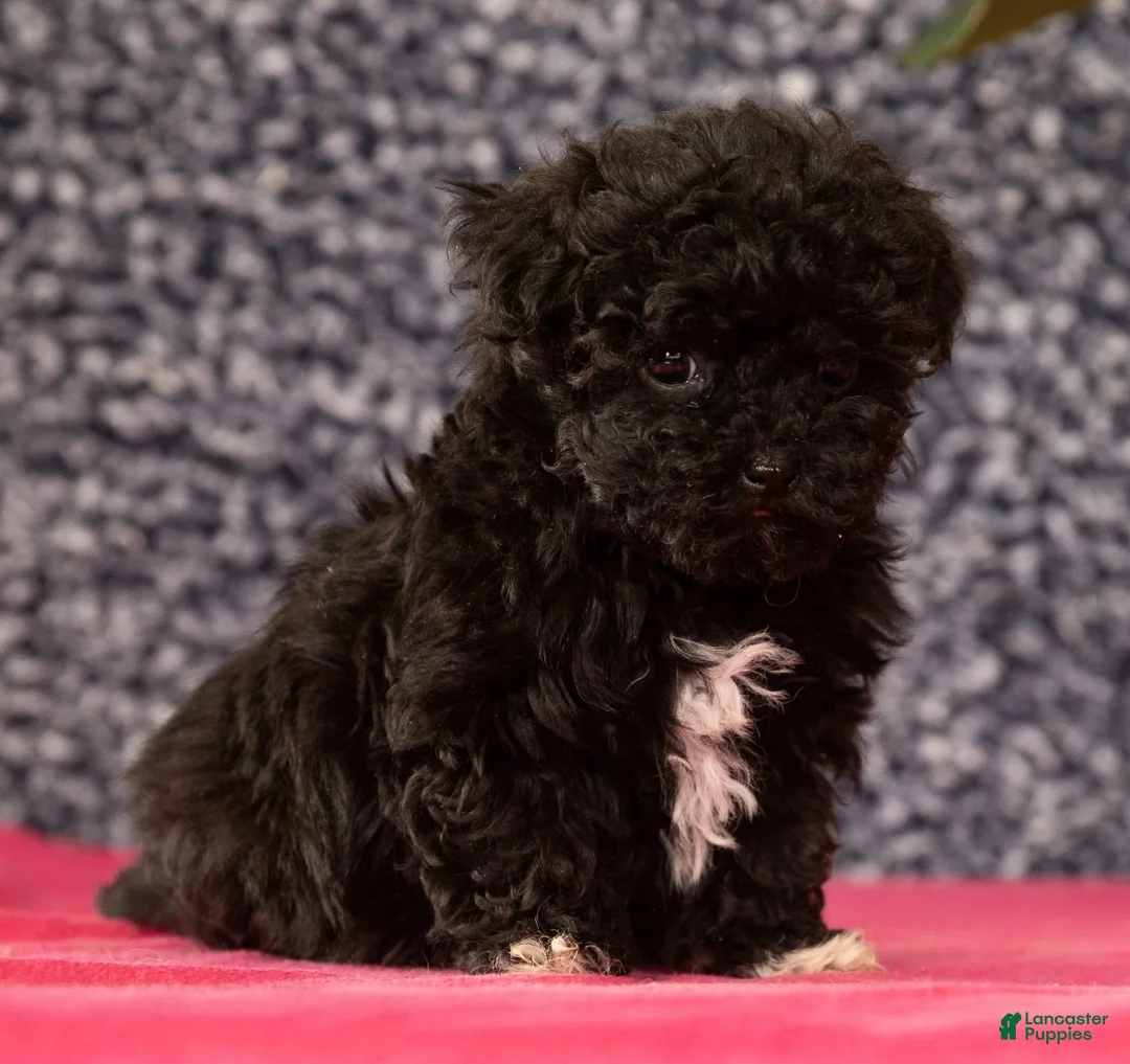 Havapoo dogs for sale: Gem - Ad 5