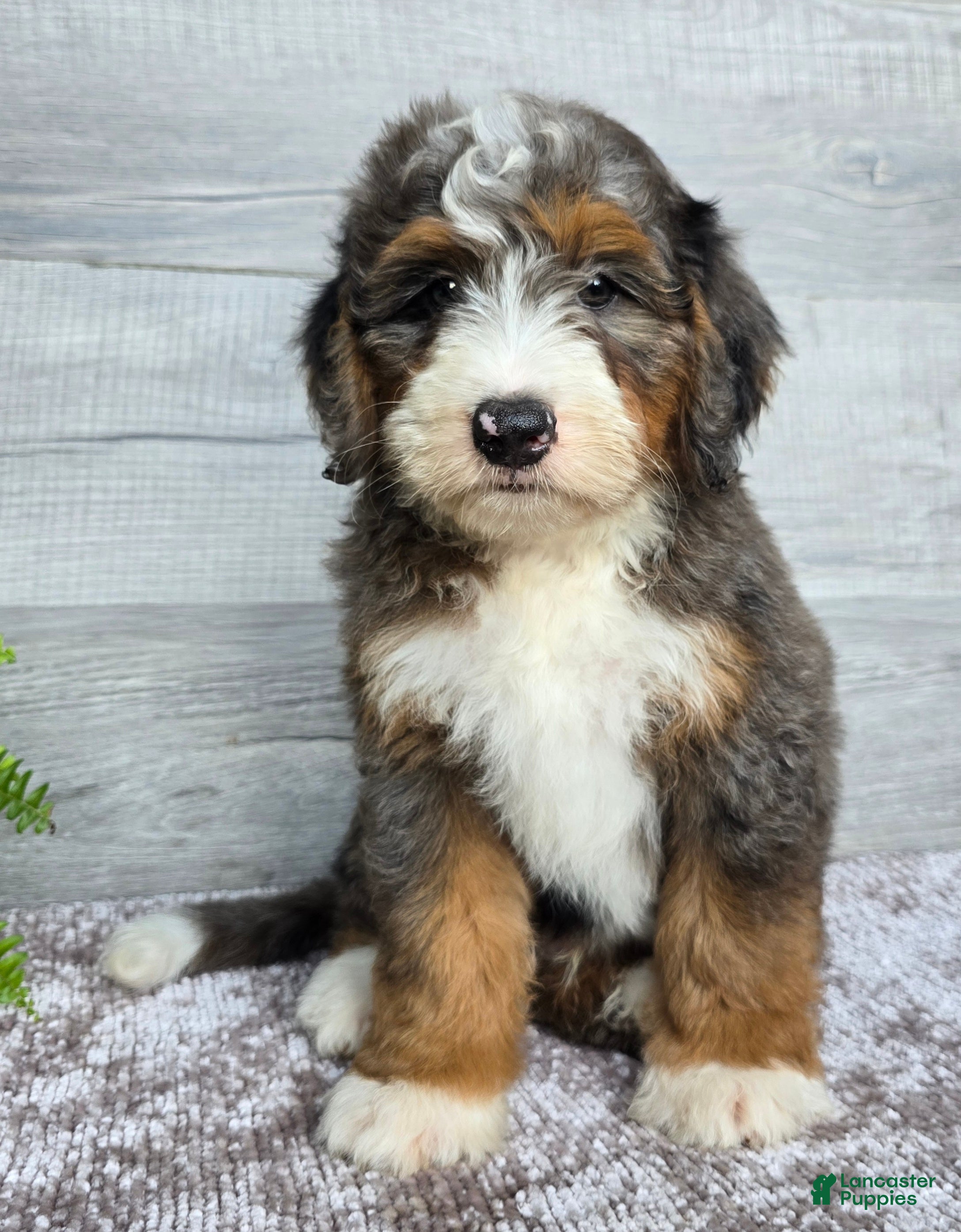 Mini Bernedoodle dogs Mini Jett - Ad 2