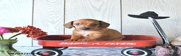 Miniature Dachshund dogs for sale: Timmy - Ad 4