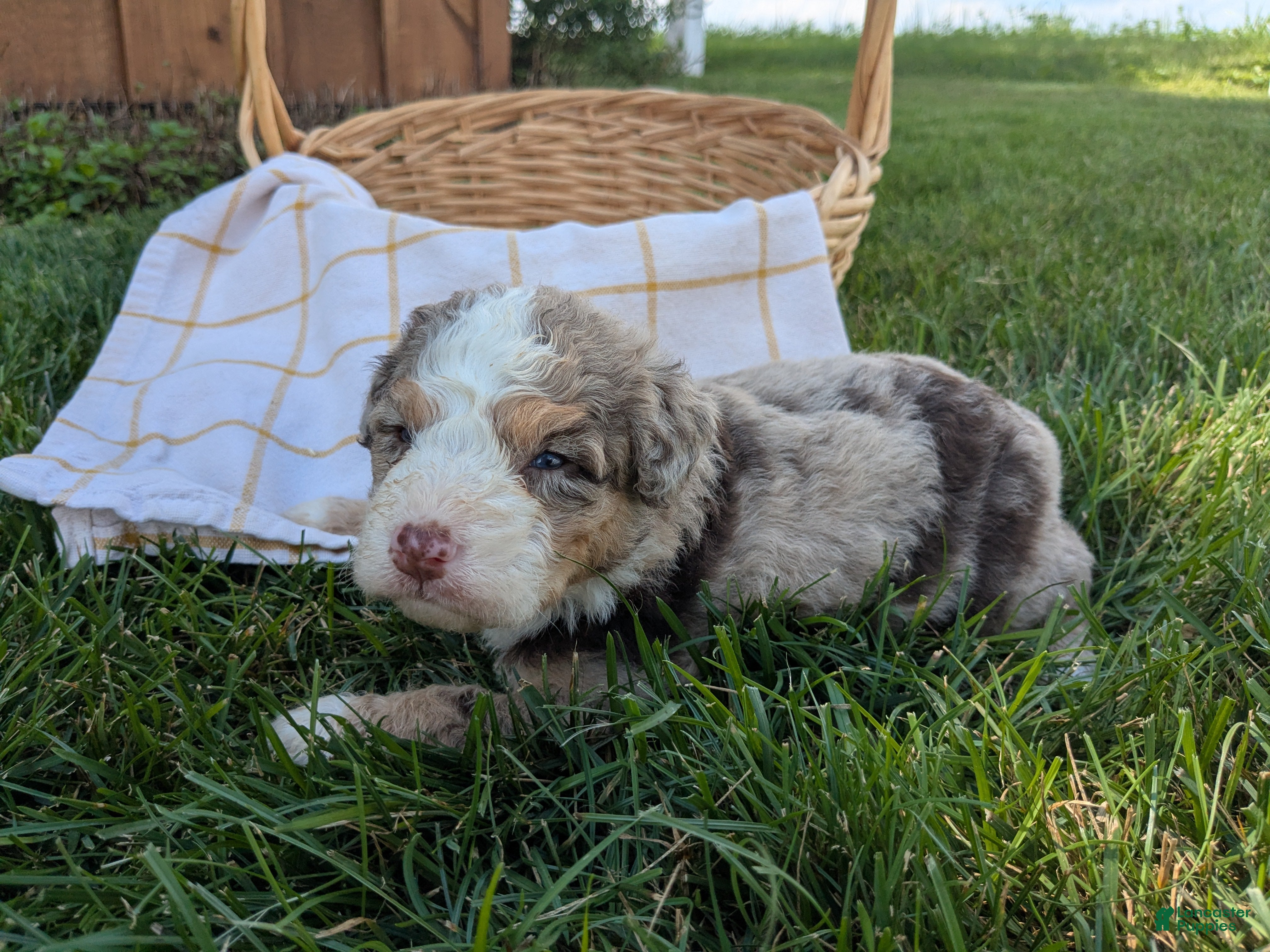 Bernedoodle dogs Zoey - Ad 2