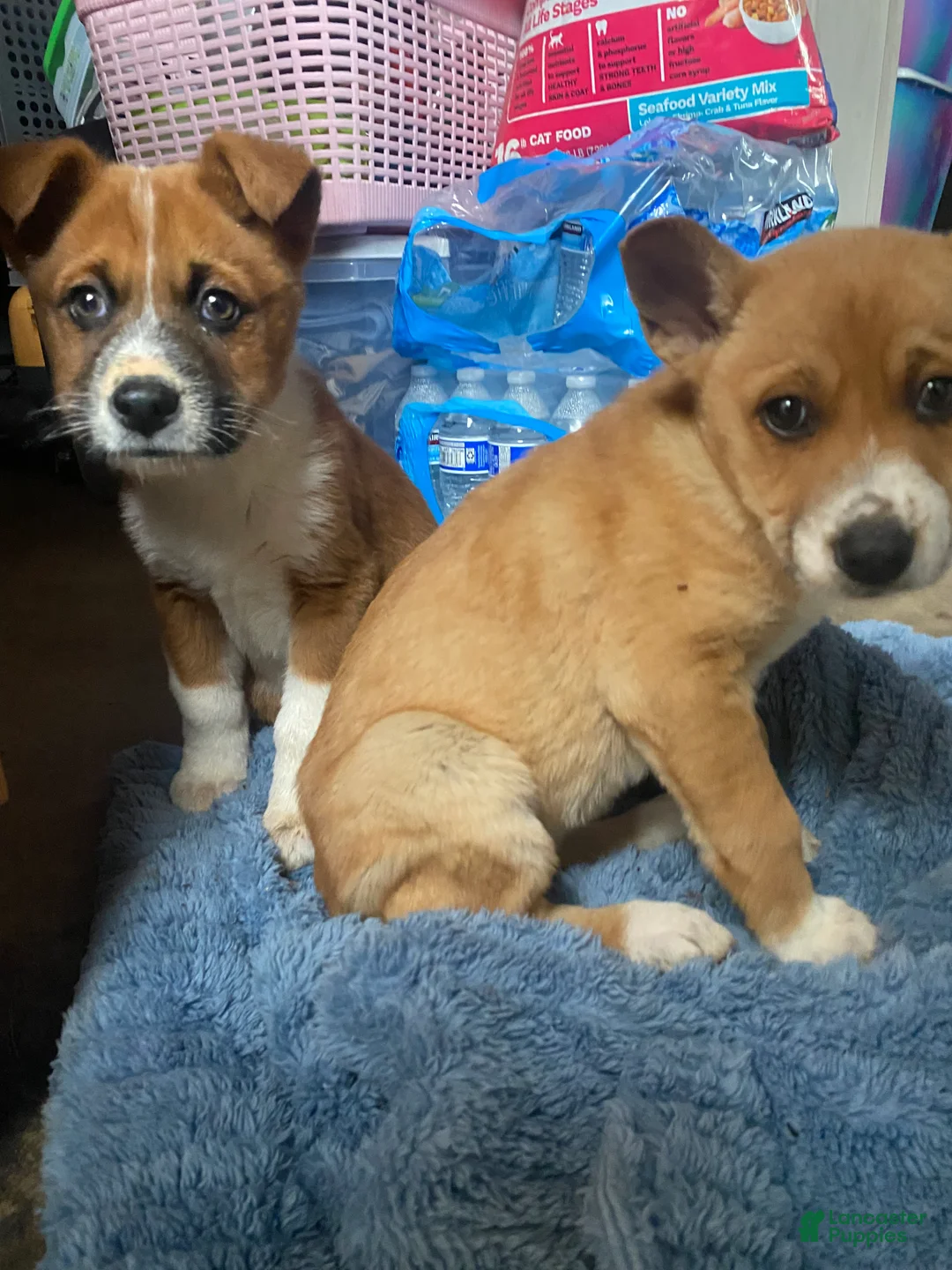 Mixed Breed dogs for sale: Mixed Breed Puppy 2 - Ad 4