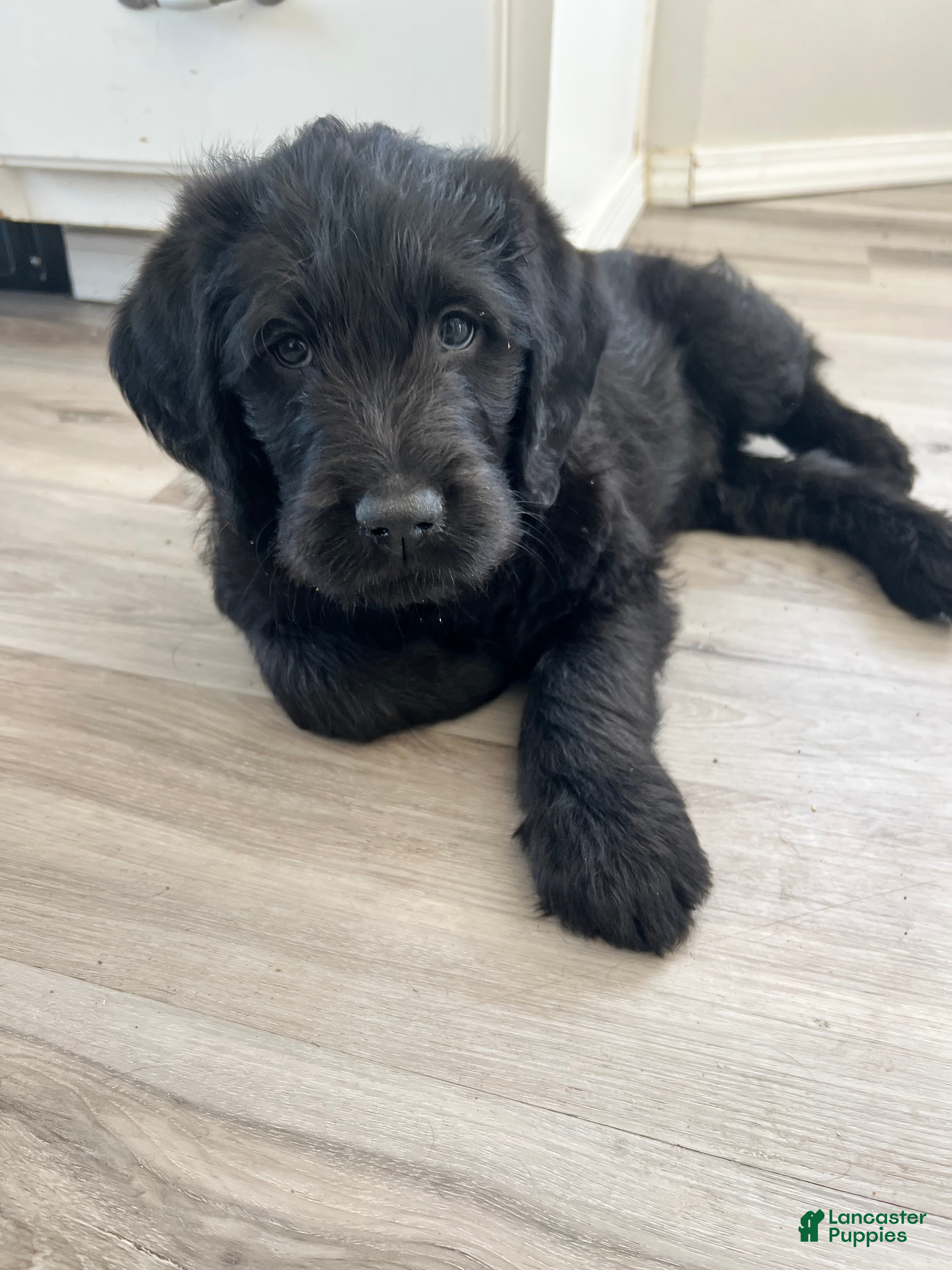 Labradoodle dogs Midnight - Ad 16