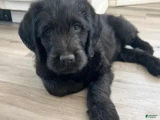 Labradoodle dogs Midnight - Ad 16