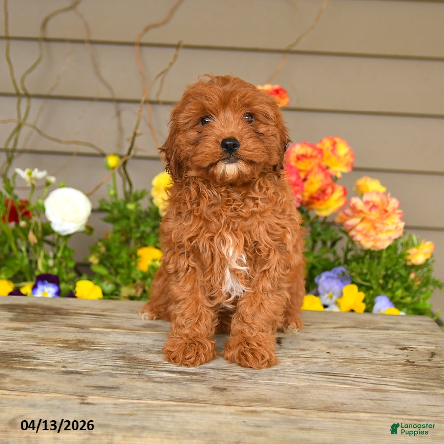 Cavapoo dogs Alexis - Ad 2