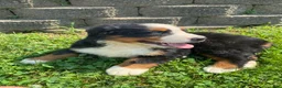 Bernese Mountain Dog dogs for sale: Rosie - Ad 3