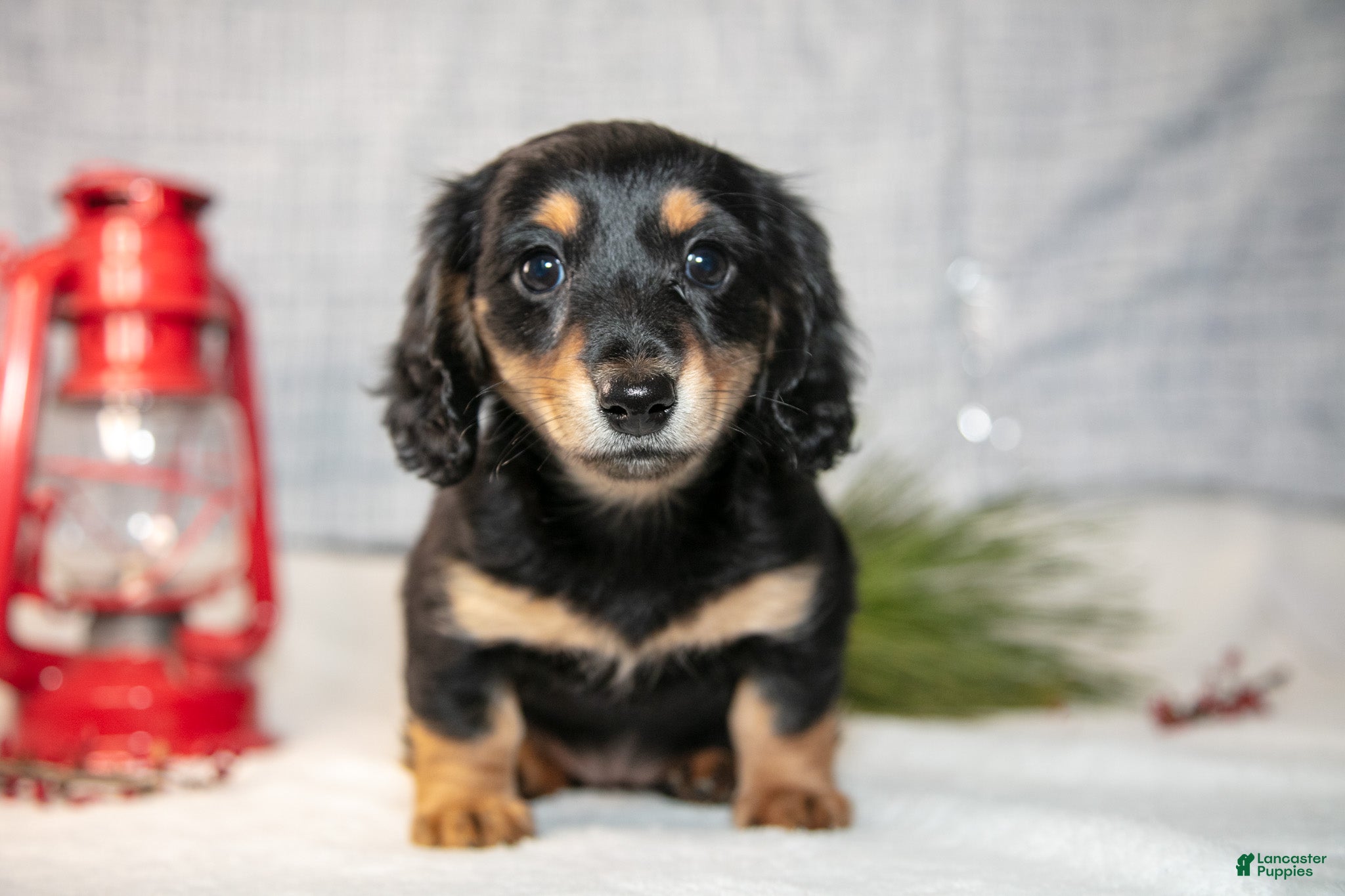 Miniature Dachshund dogs Angel - Ad 2
