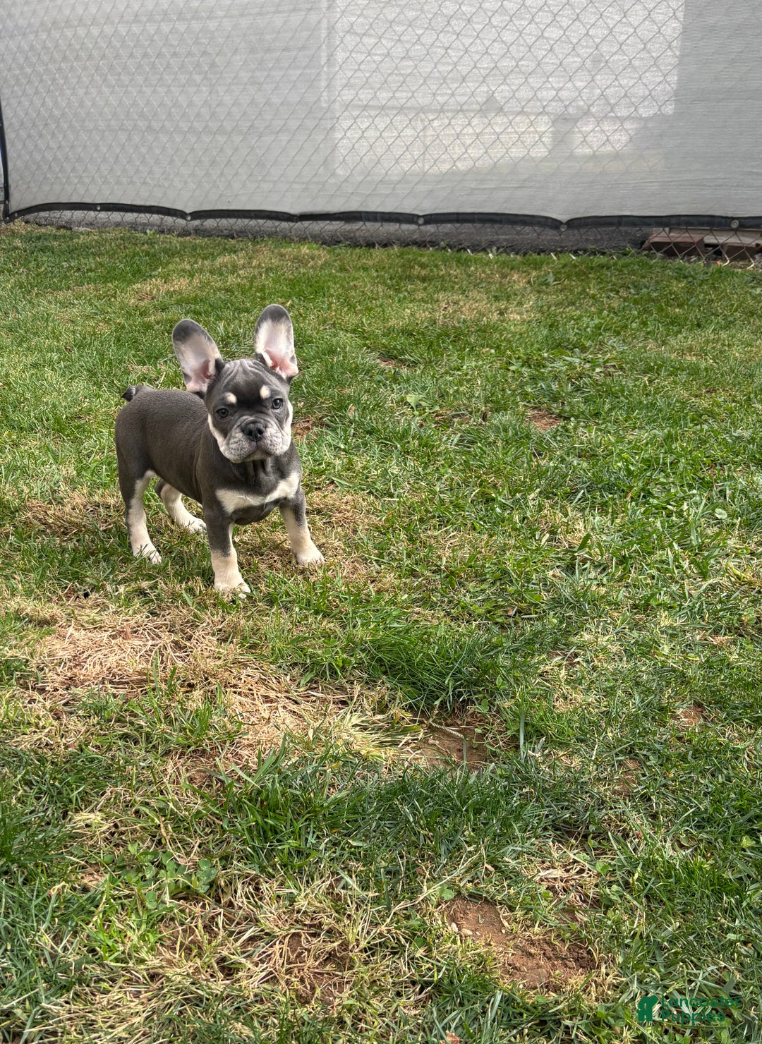 French Bulldog dogs for sale: Taz  - Ad 2