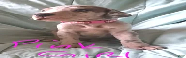 Pink Collar Female 